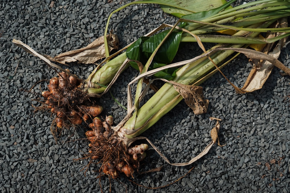 Benefici della nutrizione articolare