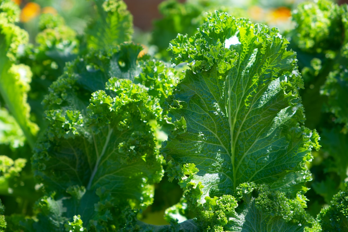 Ricette equilibrate e salutari con ingredienti naturali di stagione